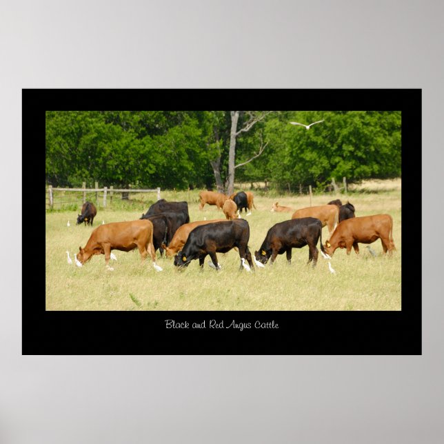 Angus Cattle Poster Print (Front)