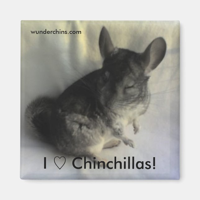 Angus Chinchilla Magnet (Front)