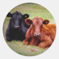 Angus Love - Pair of Cattle Side by Side