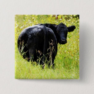 Angus Steer in Tall Yellow Grass 15 Cm Square Badge