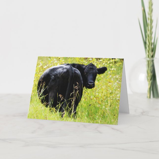 Angus Steer in Tall Yellow Grass Card (Front)