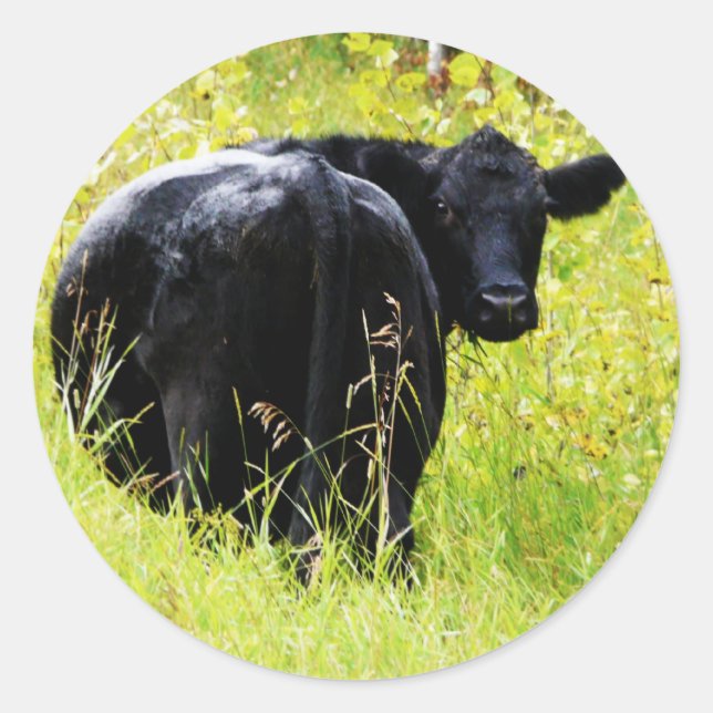 Angus Steer in Tall Yellow Grass Classic Round Sticker (Front)