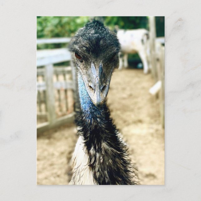 Angy Emu Postcard (Front)