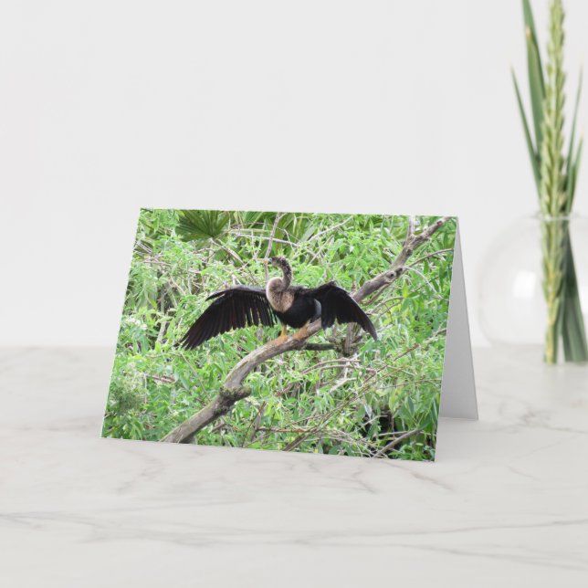 Anhinga (0071) Greeting Card (Front)