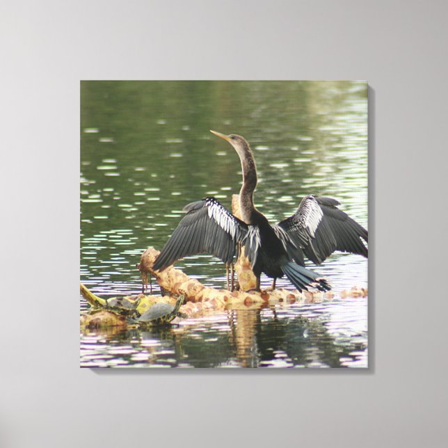Anhinga Bird Canvas Print (Front)