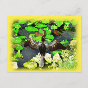 Anhinga bird, Everglades National Park, FL Postcard