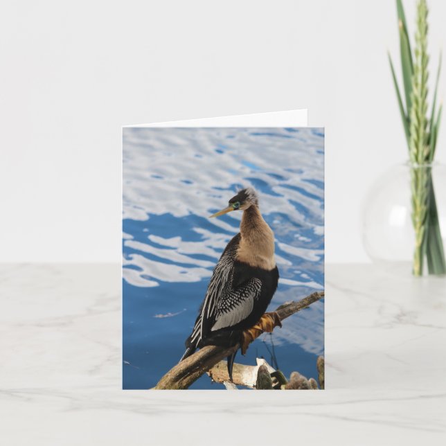 Anhinga Bird Photo Blank Note Card (Front)