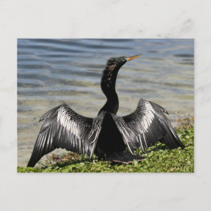Anhinga Bird Postcard