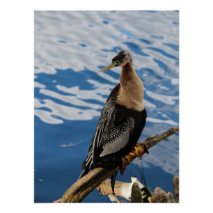 Anhinga Bird Poster