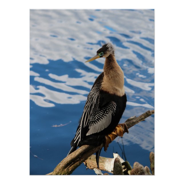 Anhinga Bird Poster (Front)