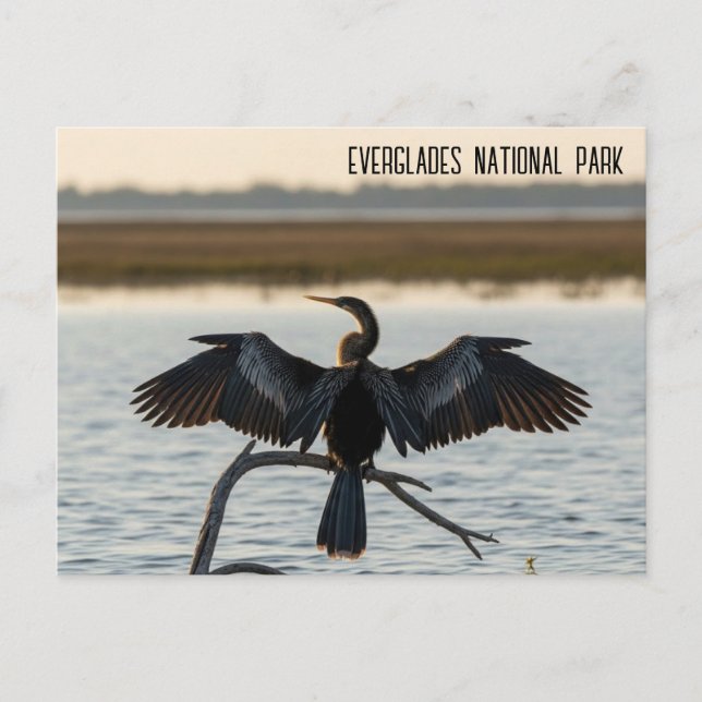 Anhinga Everglades National Park Postcard (Front)