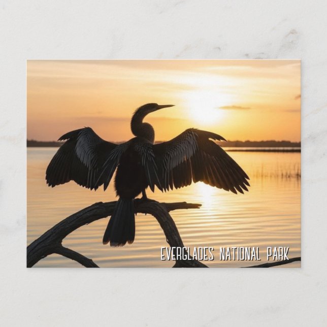 Anhinga Everglades National Park Postcard (Front)