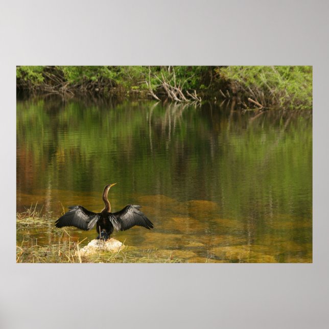 Anhinga in the Everglades Poster (Front)