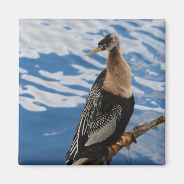 Anhinga Photo Square Magnet (Front)