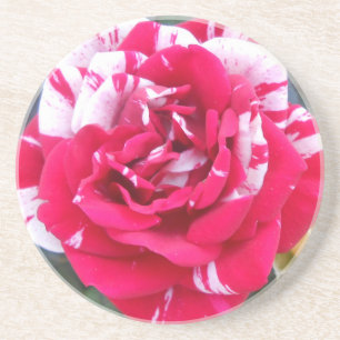 Anicia Coaster