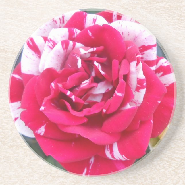 Anicia Coaster (Front)