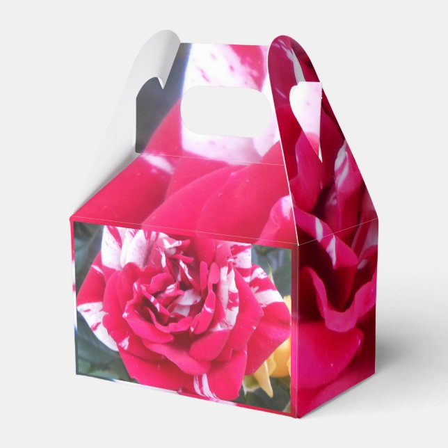 Anicia Favour Box (Back Side)