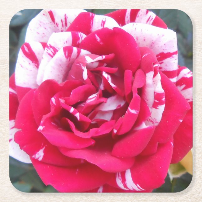 Anicia Square Paper Coaster (Front)