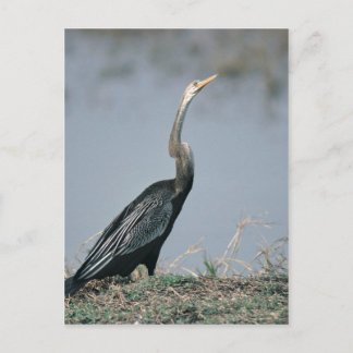Animal-Anhinga Postcard