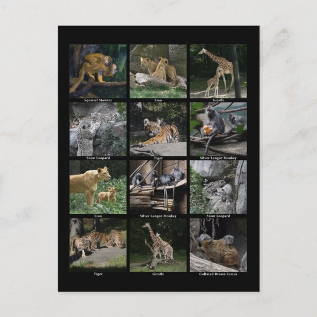 Animal Baby Collage Post Card (Front)