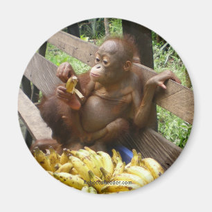 Animal Baby Food Magnet