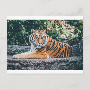 Animal Big Cat Safari Tiger Wild Cat Wildlife Zoo Postcard