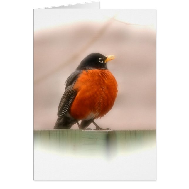 Animal Bird American Robin (Front)