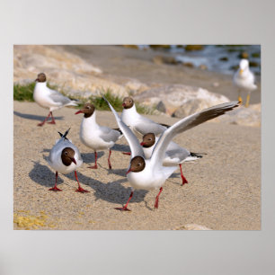 Animal bird Black-headed Gulls on beach Poster