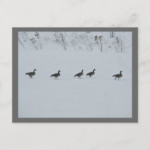 Animal Bird Canada Geese 1 Postcard