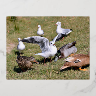 Animal bird Gulls and ducks on grass Foil Holiday Postcard