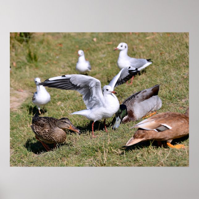 Animal bird Gulls and ducks on grass  Poster (Front)