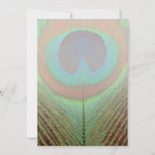 Animal - Bird - Peacock Feather