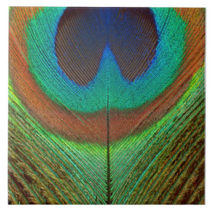 Animal - Bird - Peacock Feather Ceramic Tile