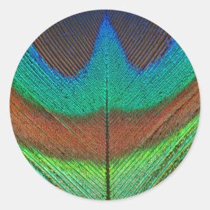 Animal - Bird - Peacock Feather Classic Round Sticker