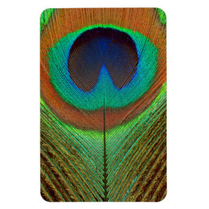 Animal - Bird - Peacock Feather Magnet