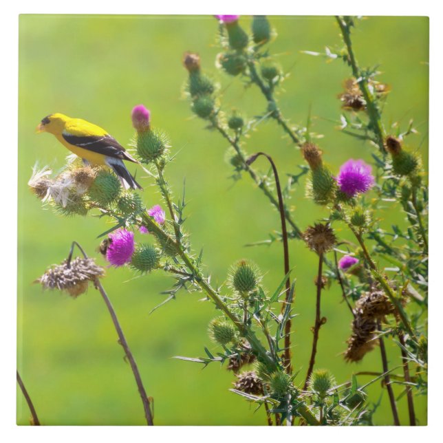 Animal - Bird - Thistle me a song Ceramic Tile (Front)