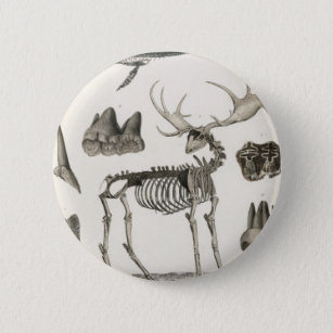animal, bones, structure, skeleton, bone, anatomy, 6 cm round badge