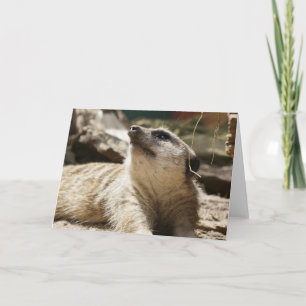 Animal cards, Meerkats Holiday Card