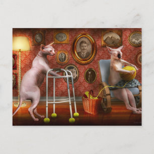 Animal - Cat - Retirement home for cats Postcard