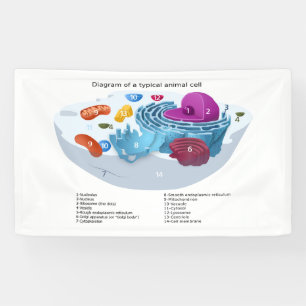 Animal Cell Diagram labelled Banner