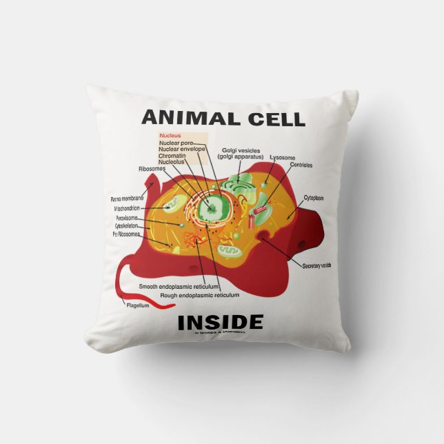 Animal Cell Inside Eukaryote Diagram Cushion (Front)