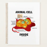 Animal Cell Inside Eukaryote Diagram
