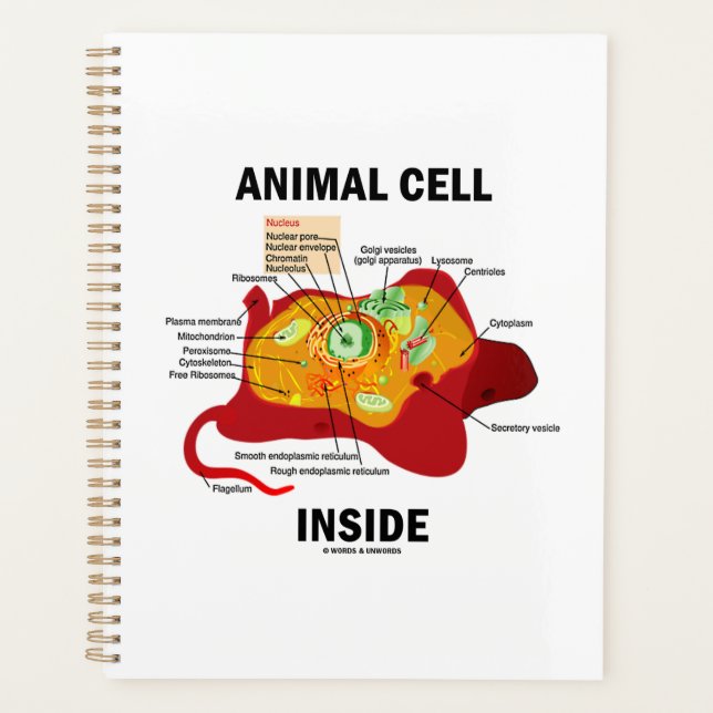 Animal Cell Inside Eukaryote Diagram Planner (Front)