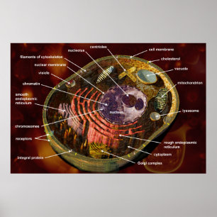 Animal cell poster