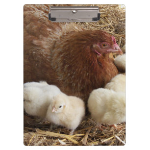 animal, chick, chicken, farm, cute, bird, baby, clipboard