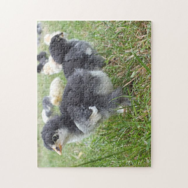 animal, chick, chicken, farm, cute, bird, baby,  jigsaw puzzle (Vertical)