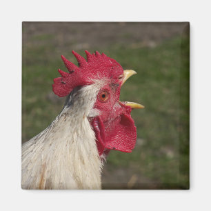 animal, chick, chicken, farm, cute, bird, baby, magnet