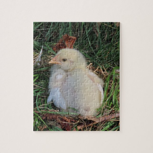 animal,chicken chicks live in green grass jigsaw puzzle (Vertical)