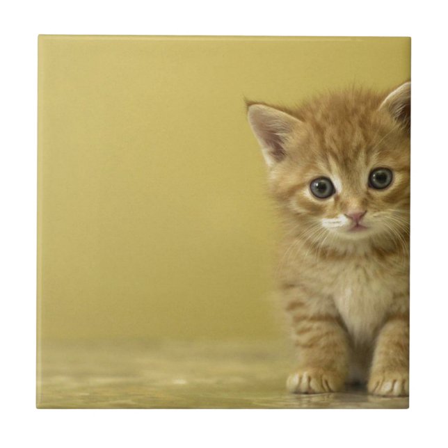 Animal - Curious Baby Kitten Ceramic Tile (Front)