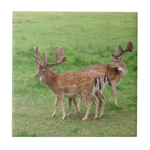 animal, deer, wildlife, forest, meadow, hunting, n ceramic tile